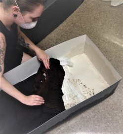 DavidsonCoMuseumInspection